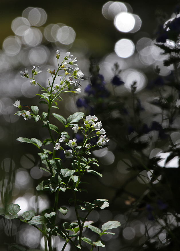 Blüten und Blendenkreise