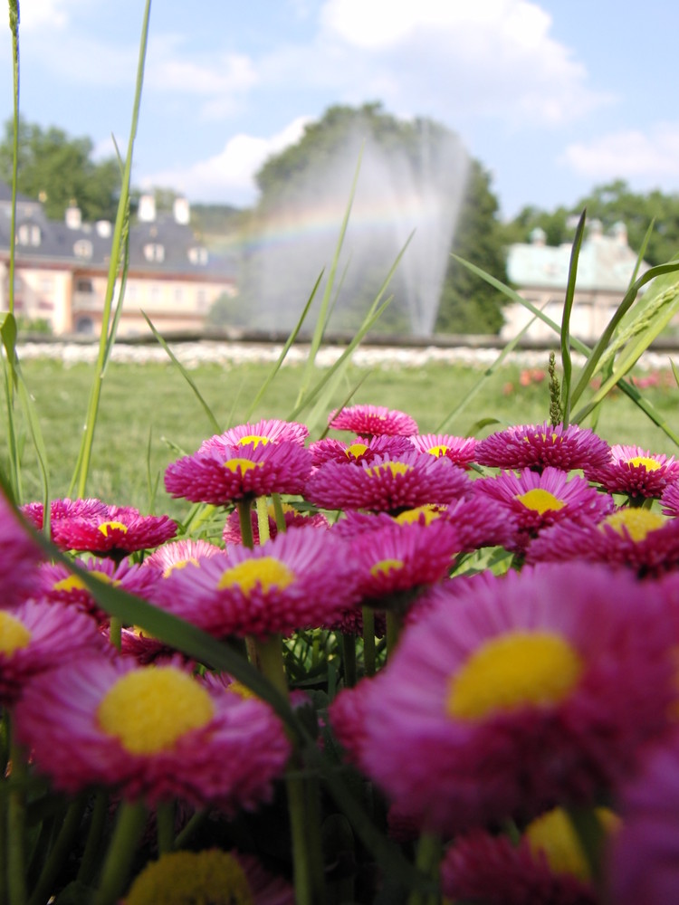 Blüten und ein Regenbogen