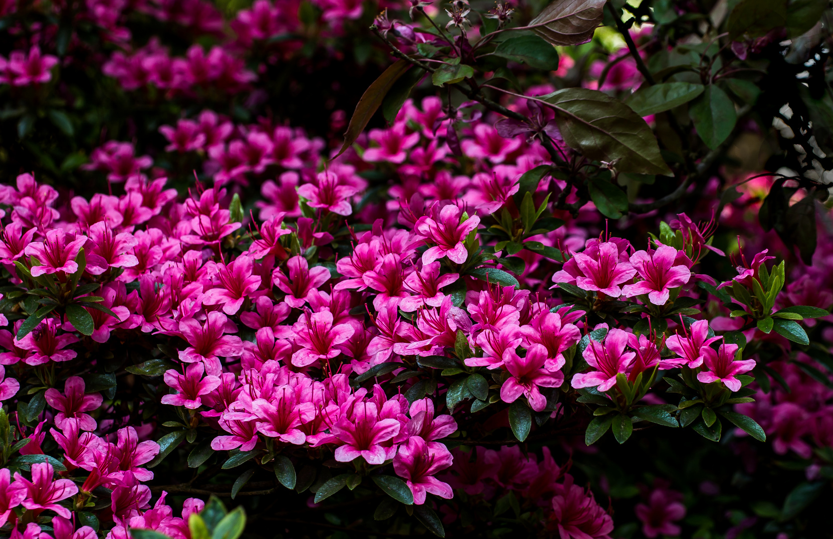 Blüten- und Farbenpracht