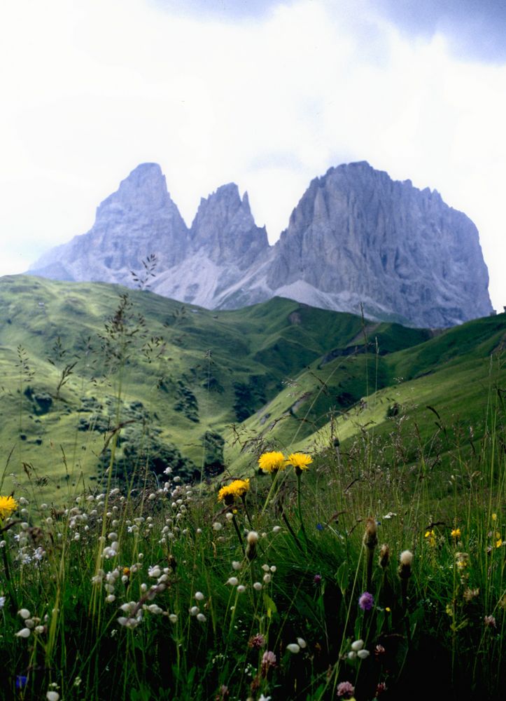 Blüten und Fels