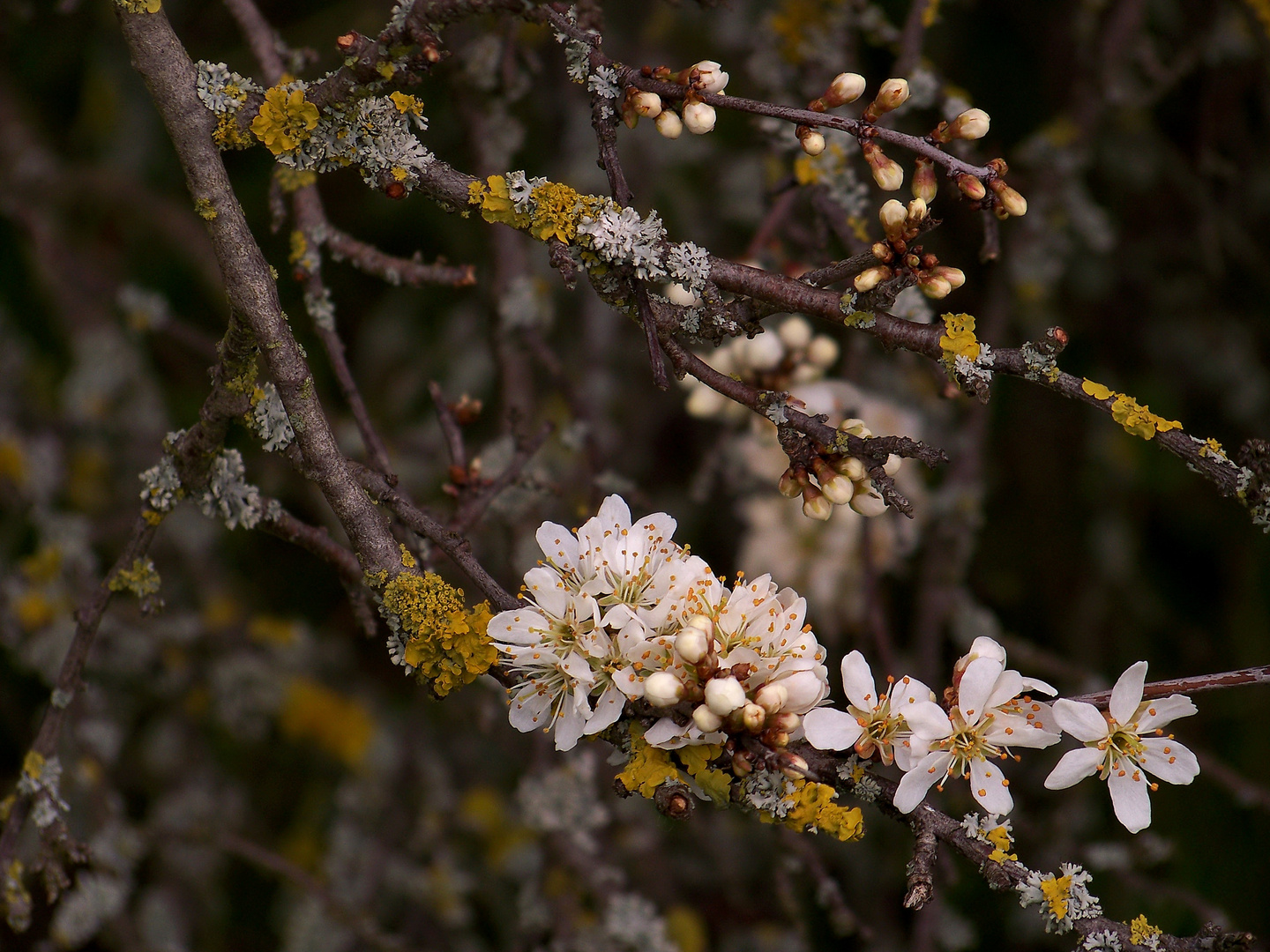 Blüten und Flechten