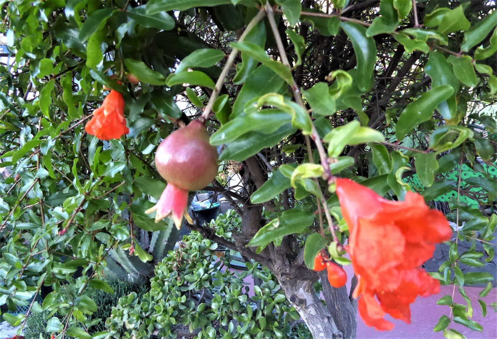 Blüten und Frucht...