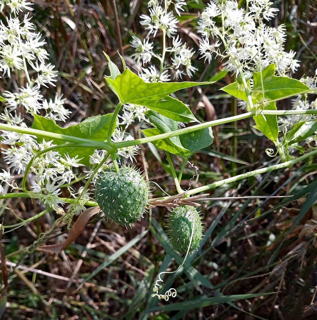 Blüten und Früchte