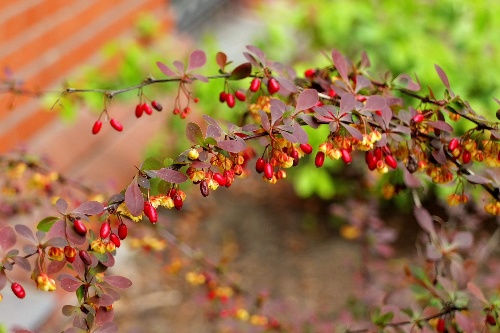 Blüten und Früchte