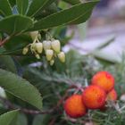 Blüten und Früchte meins Erdbeerbaumes