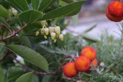 Blüten und Früchte meins Erdbeerbaumes