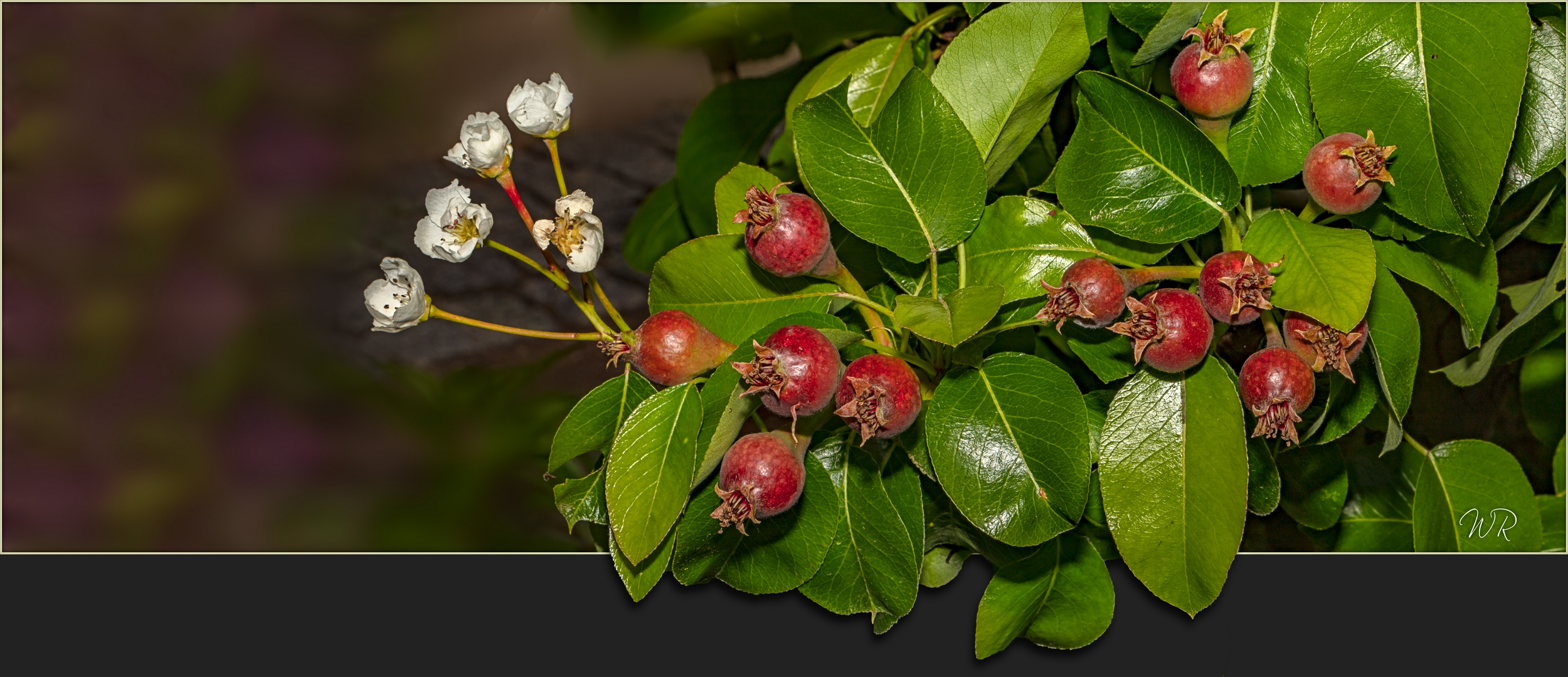 Blüten und Früchte zugleich