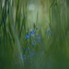 Blüten und Gras 