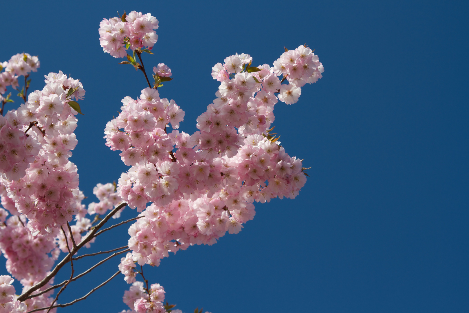 Blüten und Himmel