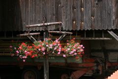 Blüten und Holz