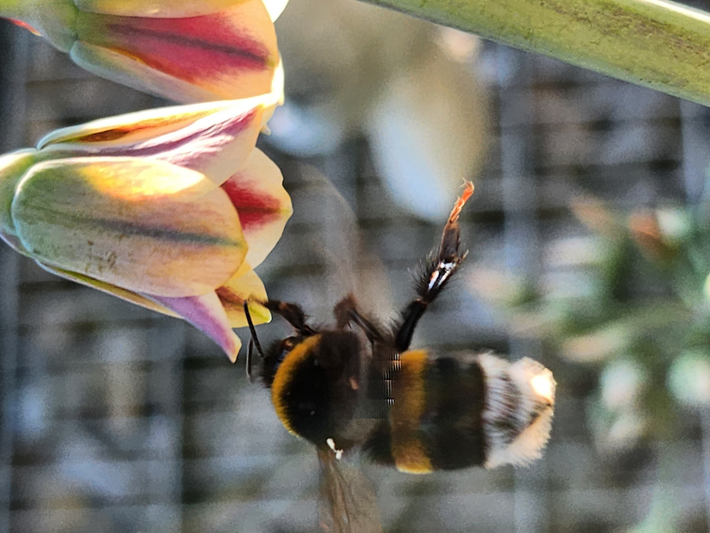 Blüten und Hummel