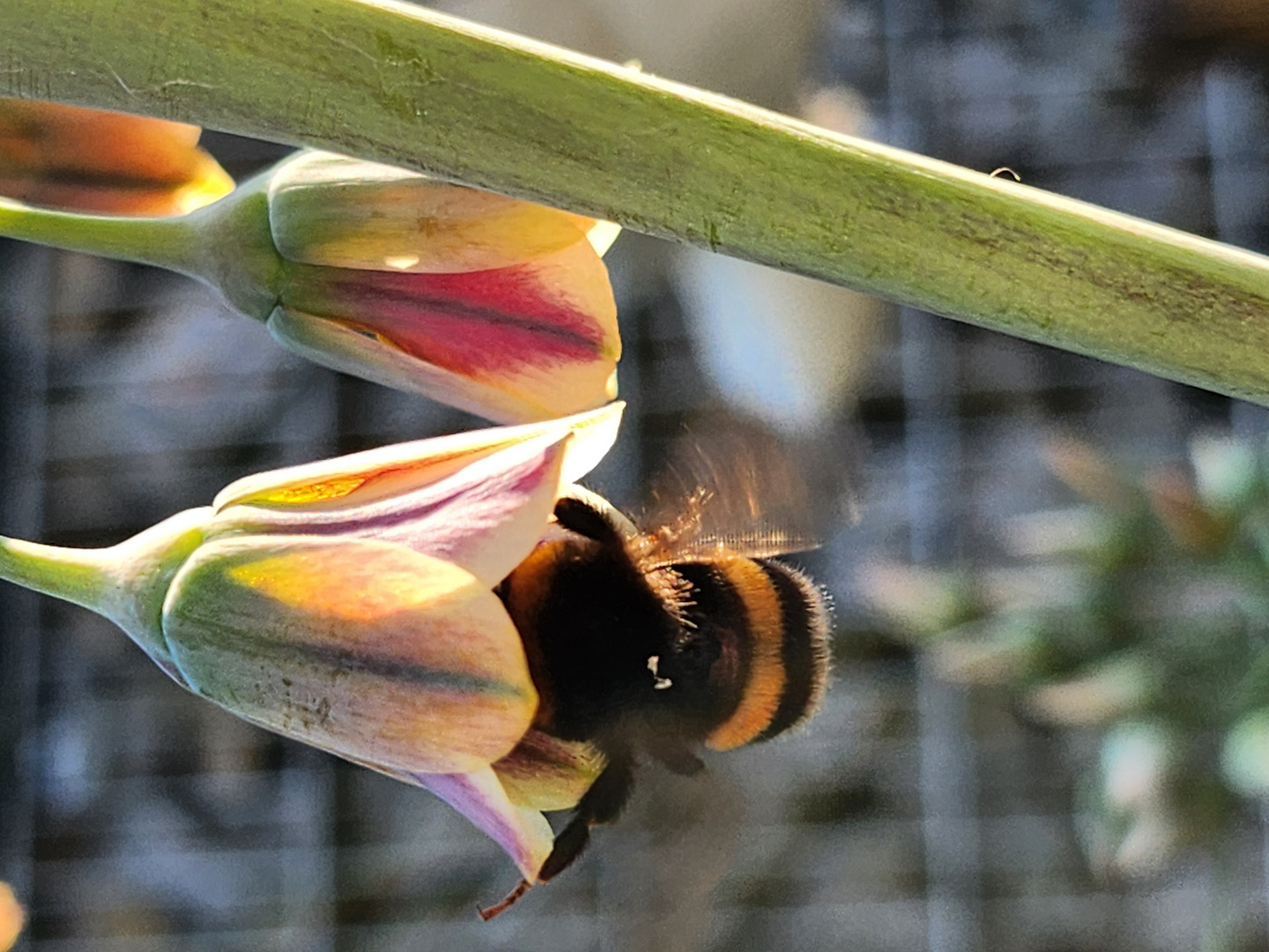 Blüten und Hummel