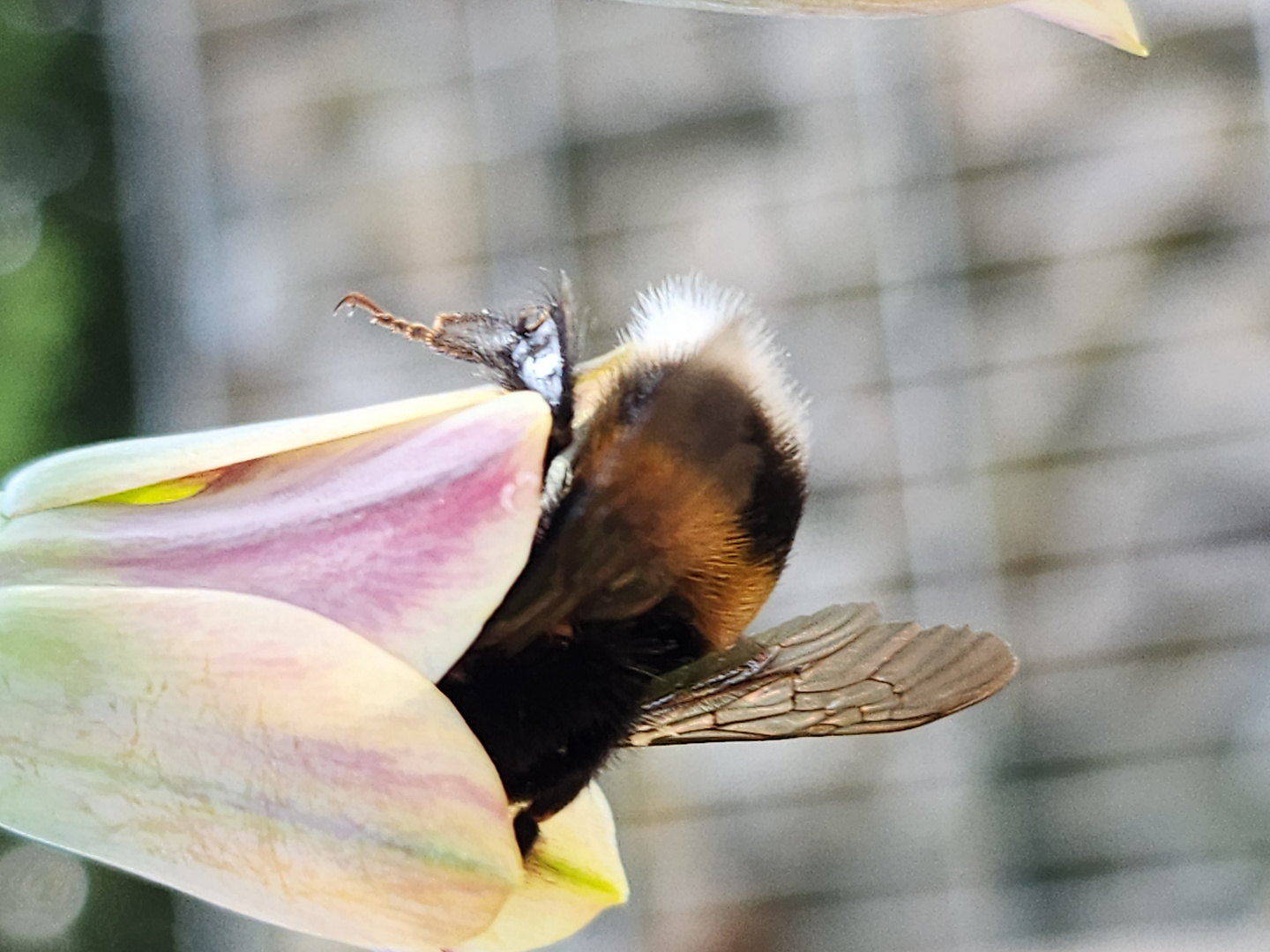 Blüten und Hummel