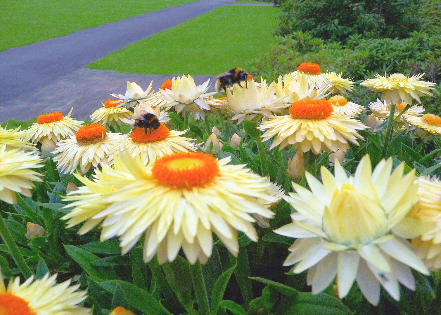 Blüten und Hummeln