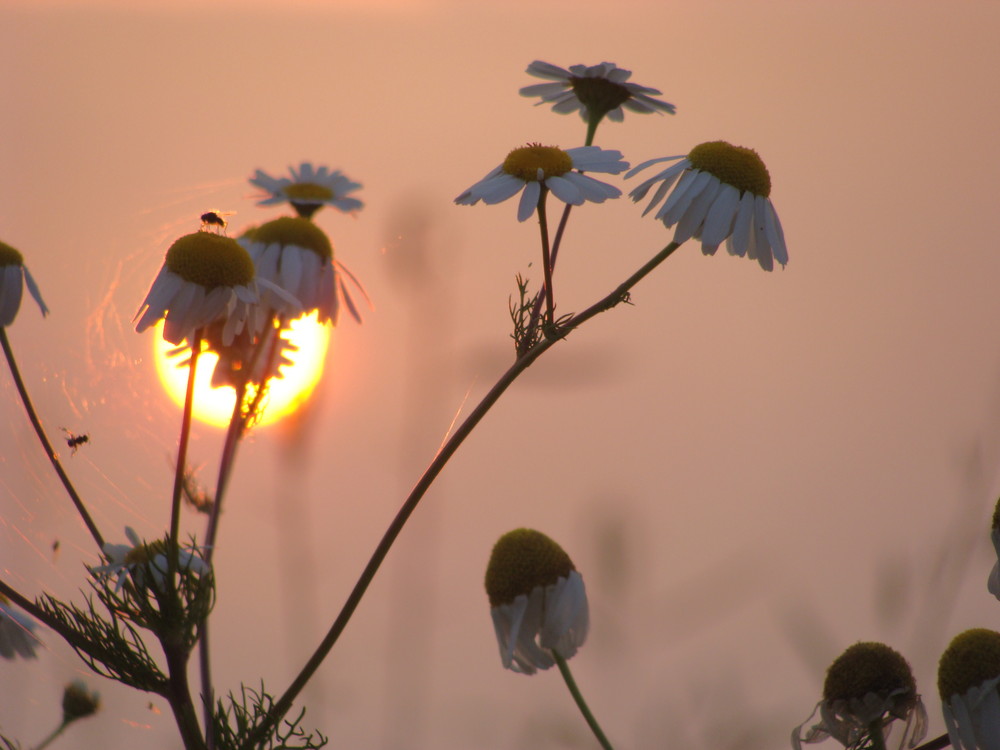 Blüten und ihre Gäste kurz vor Sonnenuntergang