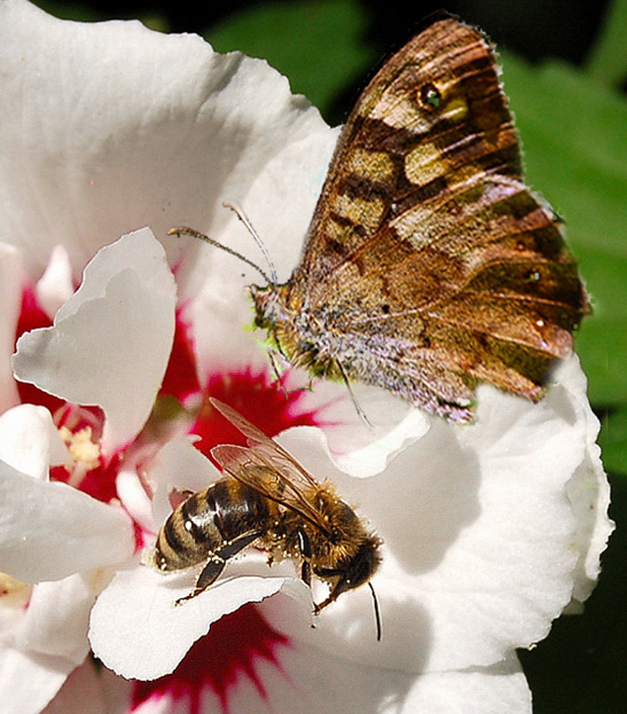 BLÜTEN UND INSEKTEN ,  DIE WAHREN HERRSCHER DER WELT !