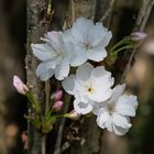 BLÜTEN UND KNOSPEN