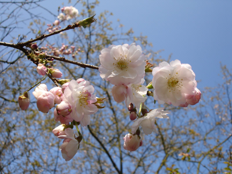 Blüten und Knospen