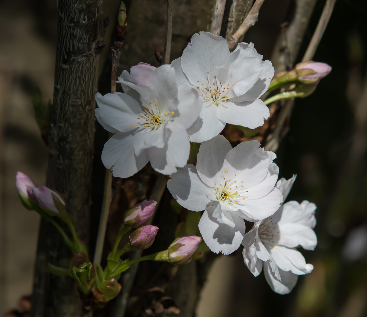 BLÜTEN UND KNOSPEN