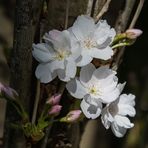 BLÜTEN UND KNOSPEN