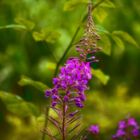 Blüten  und Knospen