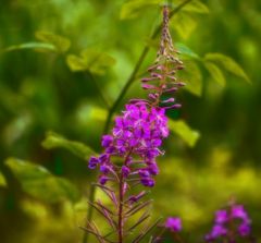 Blüten  und Knospen