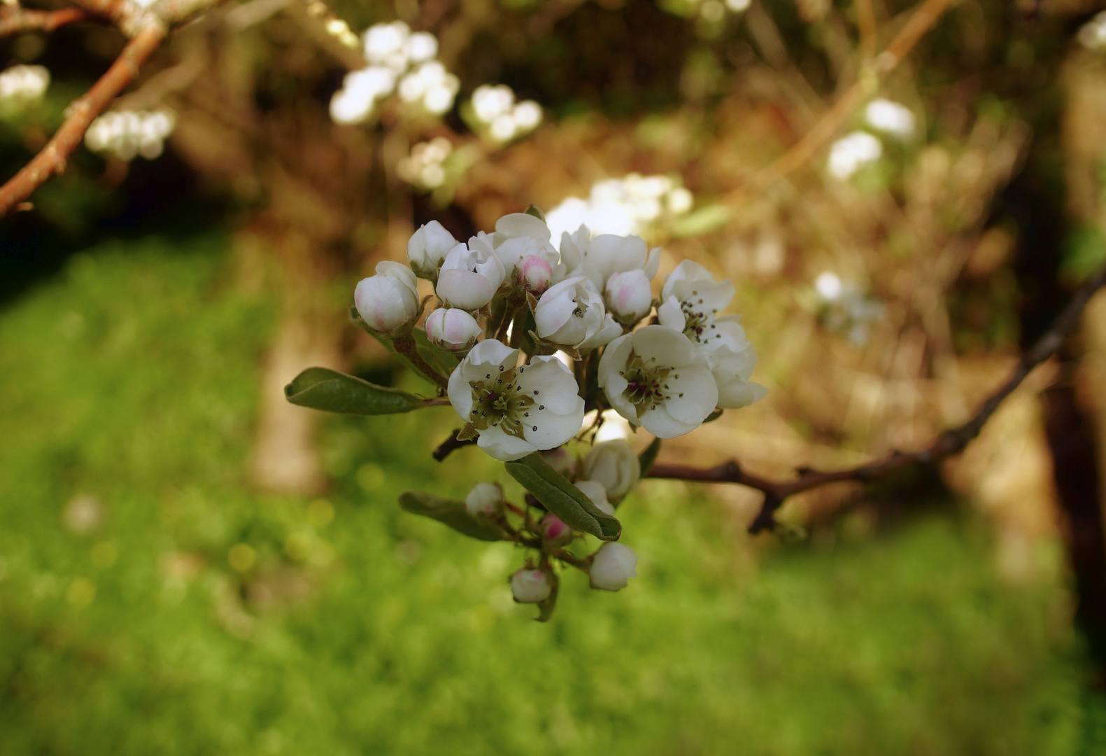 Blüten und Knospen