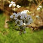 Blüten und Knospen