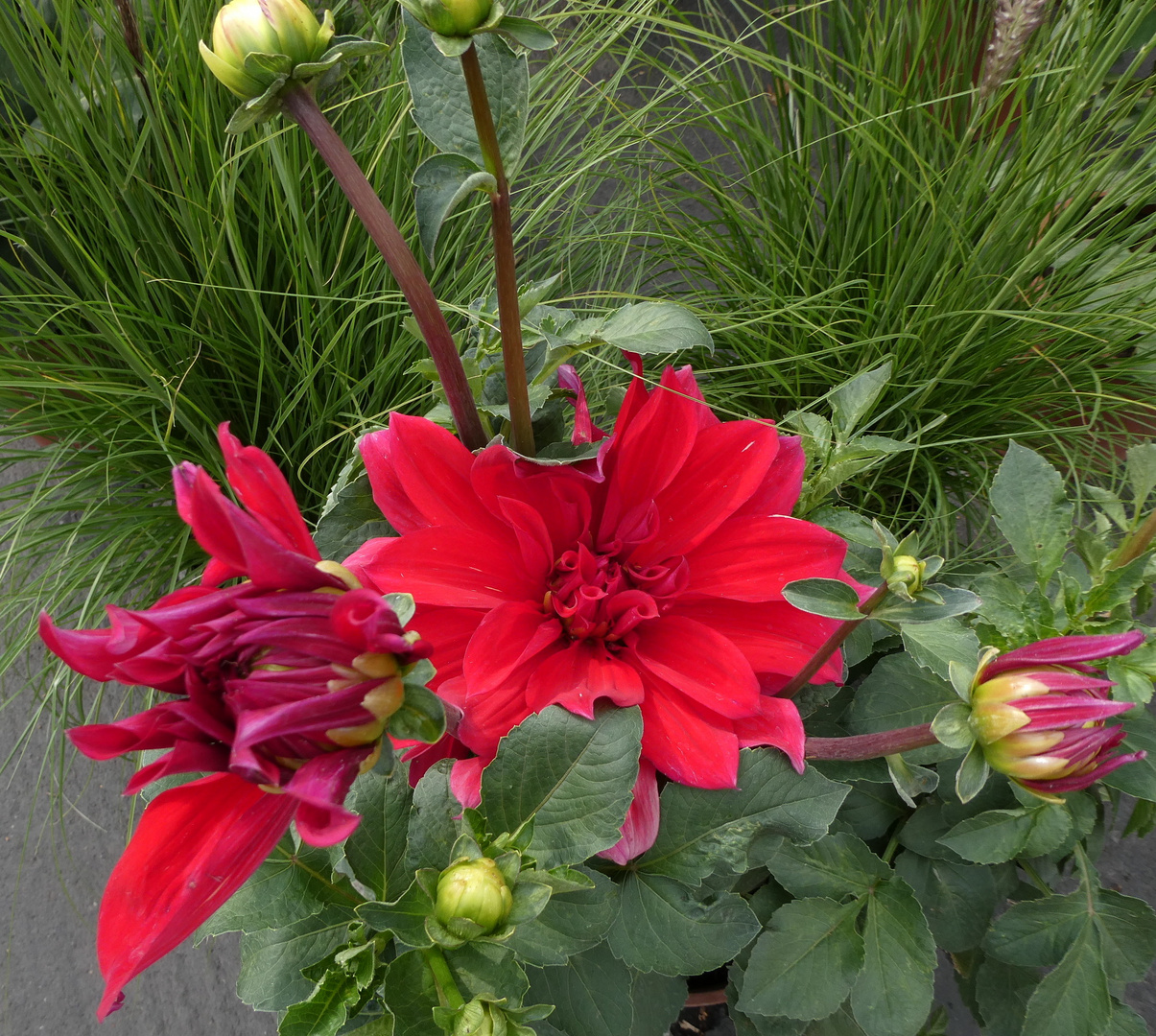 Blüten und Knospen der Dahlie