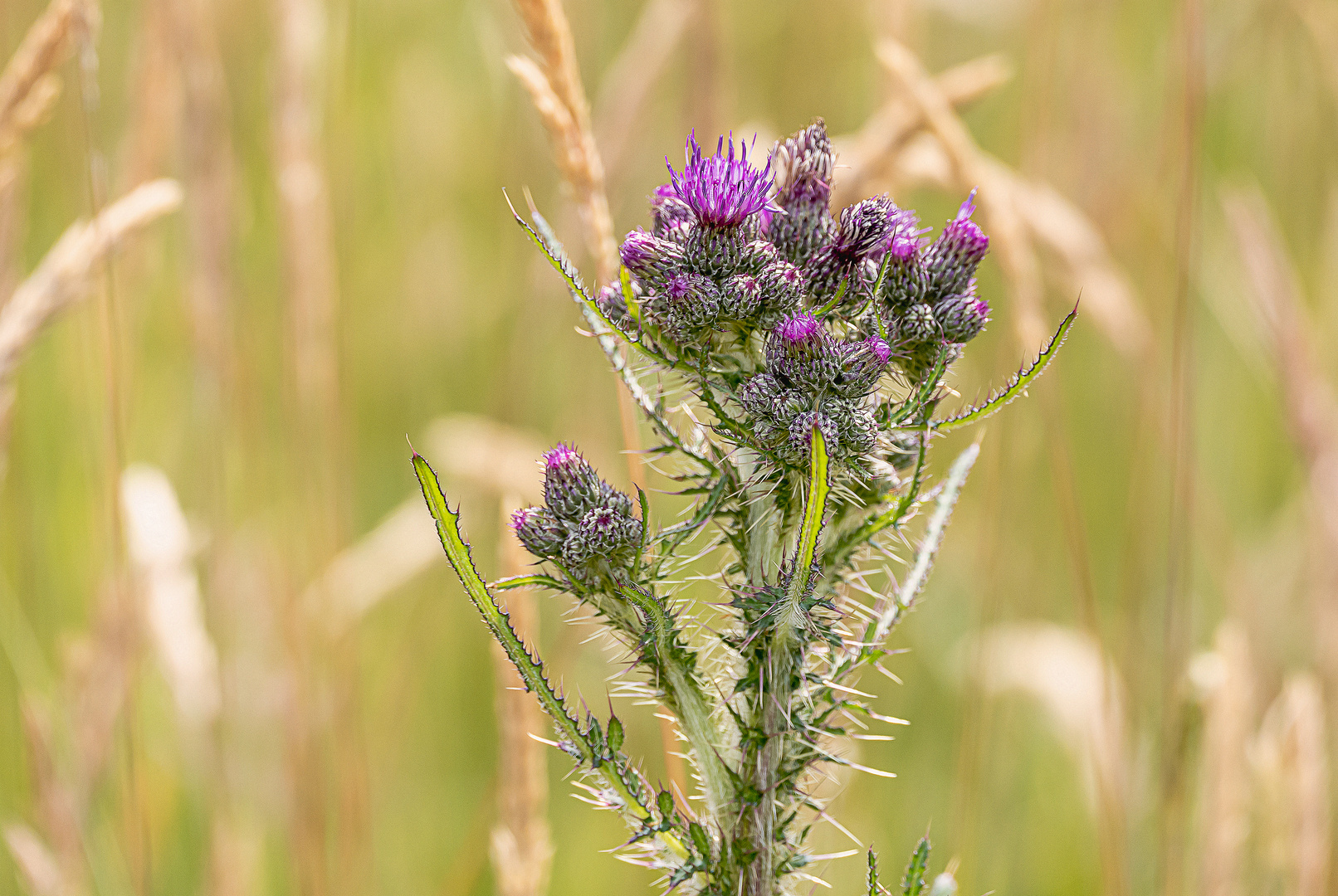 Blüten und Knospen der Kratzdistel