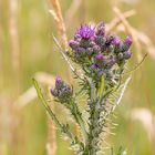 Blüten und Knospen der Kratzdistel