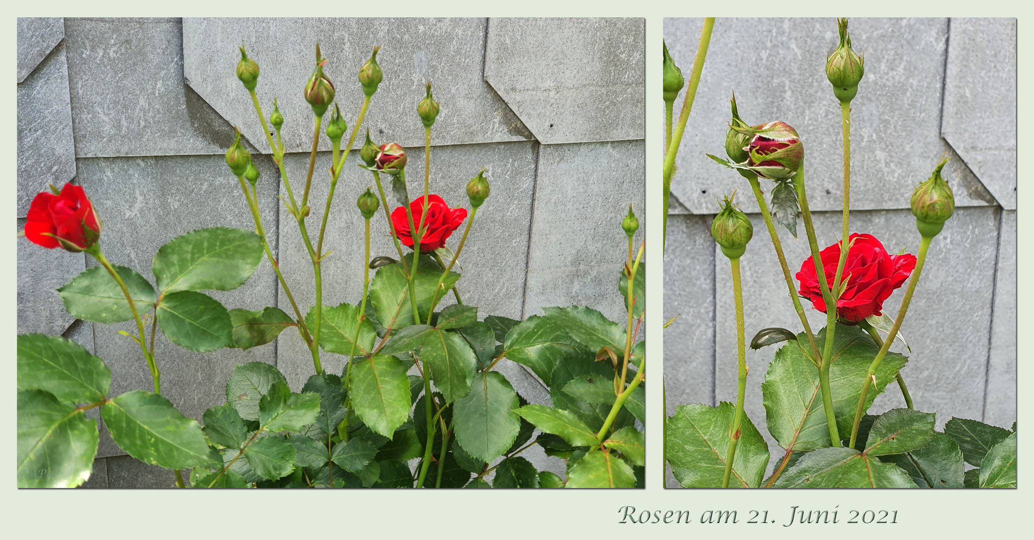 Blüten und Knospen der Rose