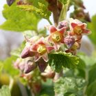 Blüten und Knospen der Schwarzen Johannisbeere (Ribes nigrum)