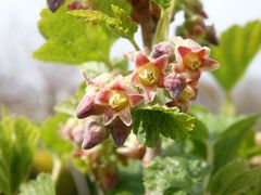 Blüten und Knospen der Schwarzen Johannisbeere (Ribes nigrum)