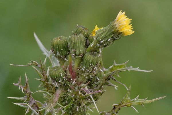 Blüten und Knospen einer wilden Distel werden von saugenden Insekten überfallen.