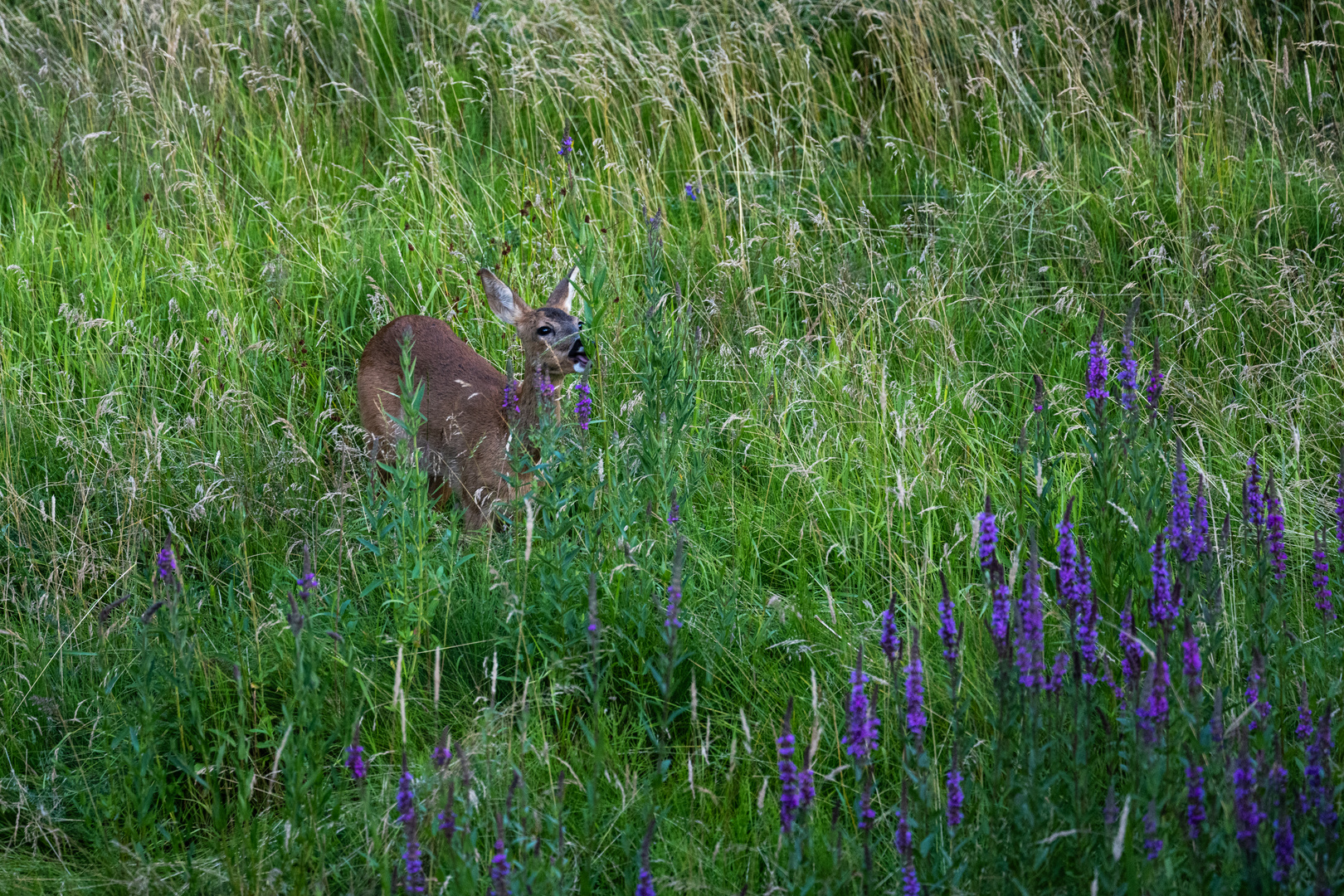 Blüten und Kräuter..