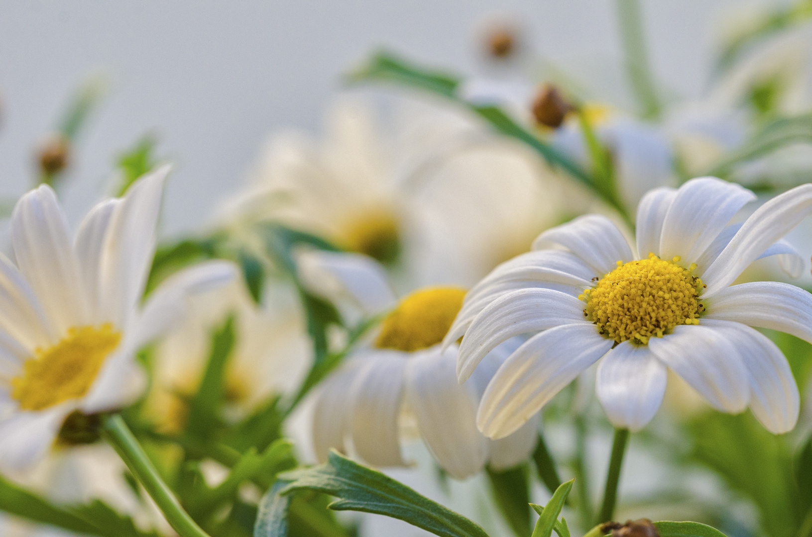 Blüten und Licht