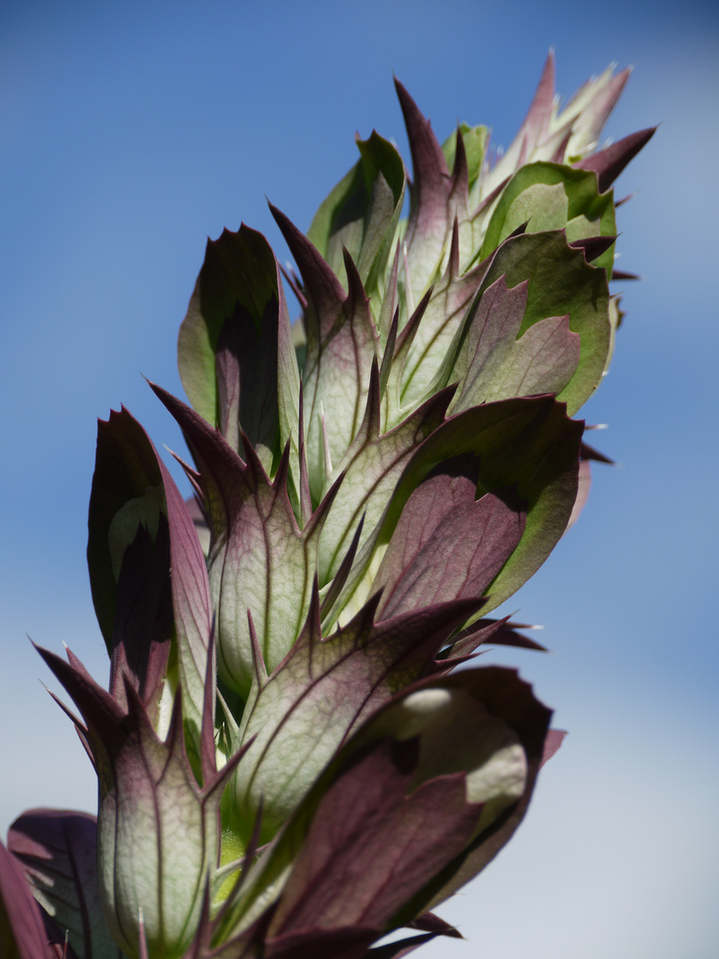 Blüten und Licht