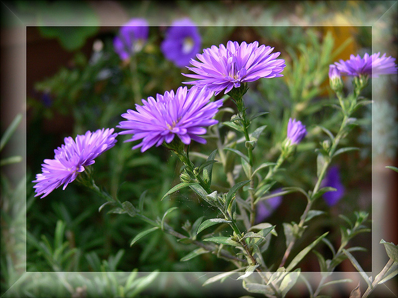 Blüten und Lyrik ( 6 )