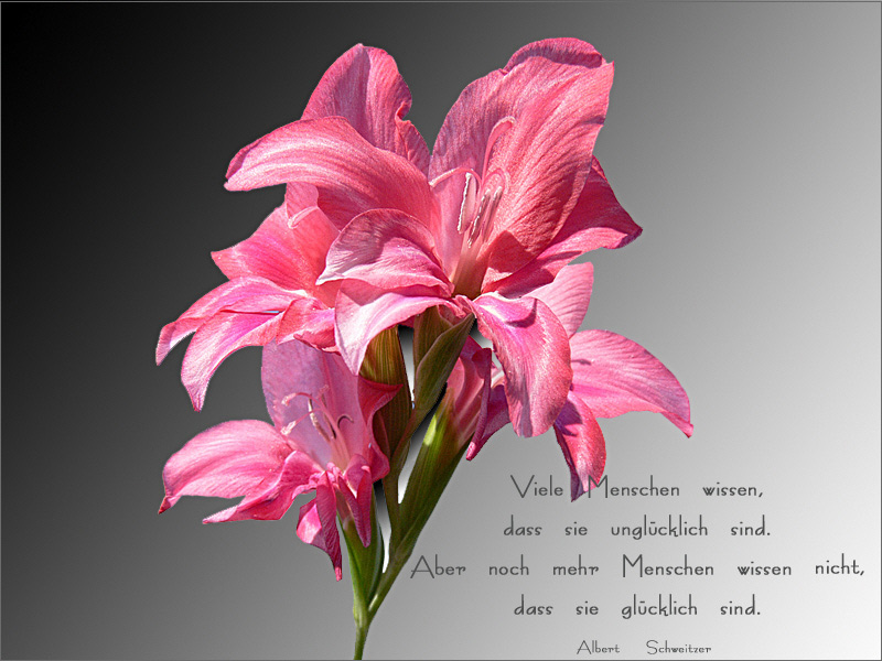 Blüten und Lyrik - Gladiole