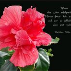 Blüten und Lyrik - Hibiskus
