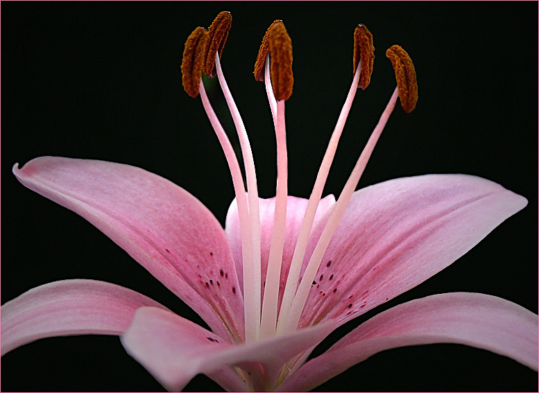 Blüten und Lyrik - Lilie