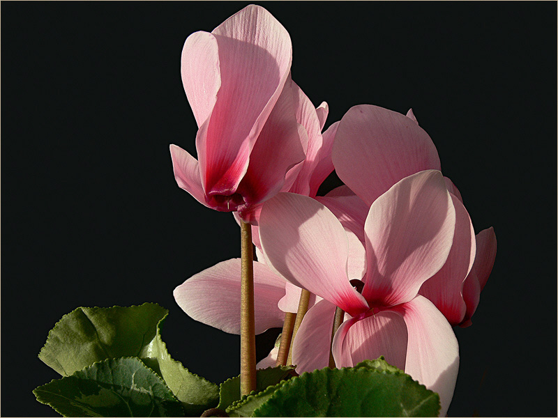 Blüten und Lyrik - rosa Alpenveilchen