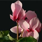 Blüten und Lyrik - rosa Alpenveilchen