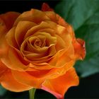 Blüten und Lyrik - Rose