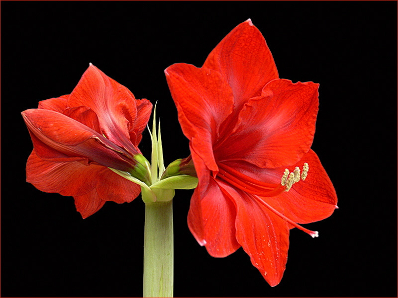 Blüten und Lyrik - rote Amaryllis