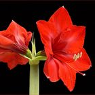 Blüten und Lyrik - rote Amaryllis
