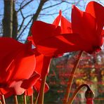 Blüten und Lyrik - rotes Alpenveilchen