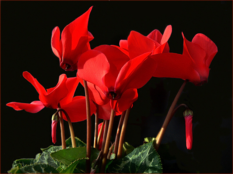 Blüten und Lyrik - rotes Alpenveilchen