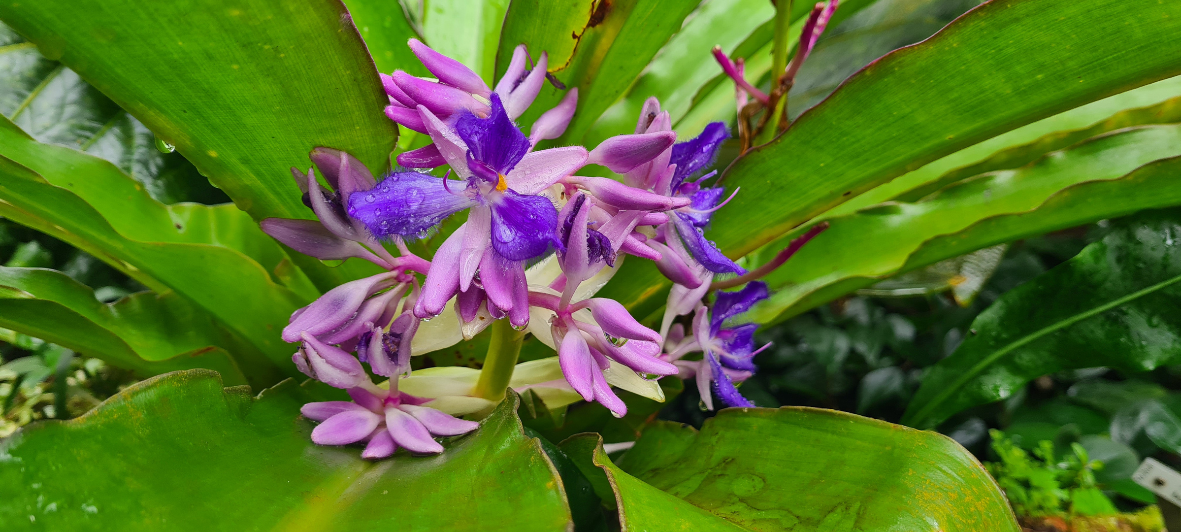 Blüten und perlende Wassertropfen